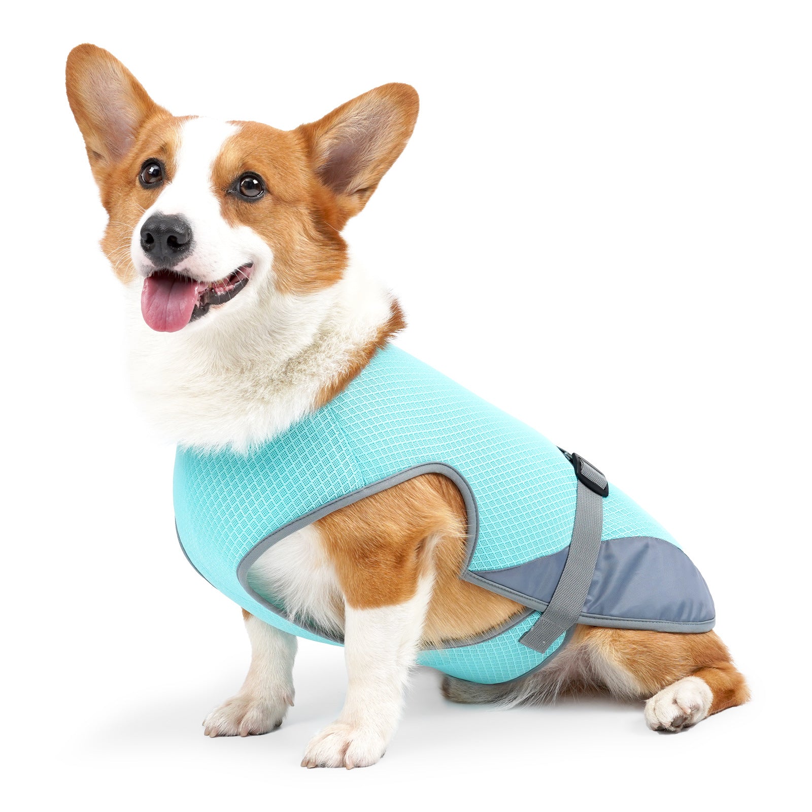 From Hot Dog To Cool Dog.