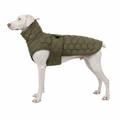 Albino Doberman wearing olive quilted dog jacket