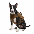 Black and white dog with brown tactical vest