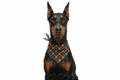 Doberman Wearing Halloween Pumpkin Bandana