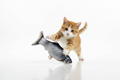 Flapping Fish Toy – Cat Mid-Swat