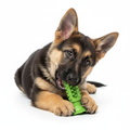 German Shepherd puppy with dental toy