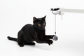 Black cat engaged with electric automatic lifting ball toy