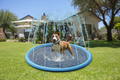 Brindle dog playing on water spray mat