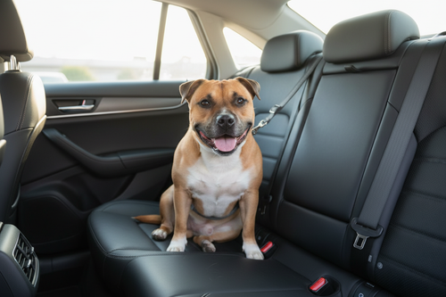 Tan dog secured with car safety belt