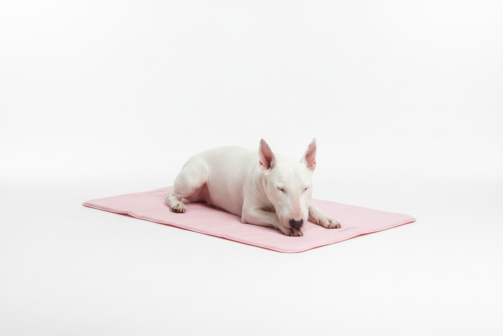 White Bull Terrier on pink cooling mat
