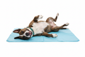 Brindle dog relaxing on cooling summer mat
