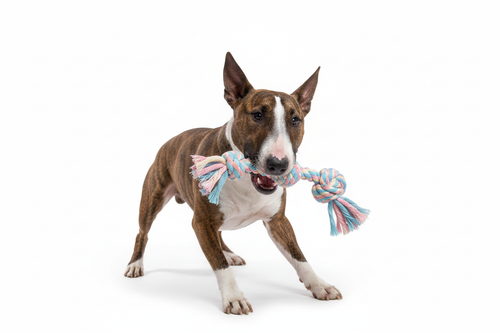 Brindle dog playing tug-of-war with rope toy