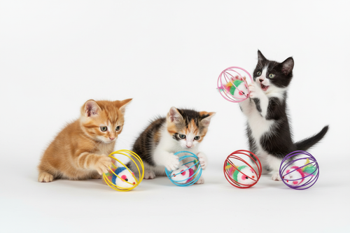 Kittens Playing with Cage Ball Mouse Toys