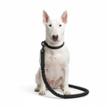 White dog with black tactical leash